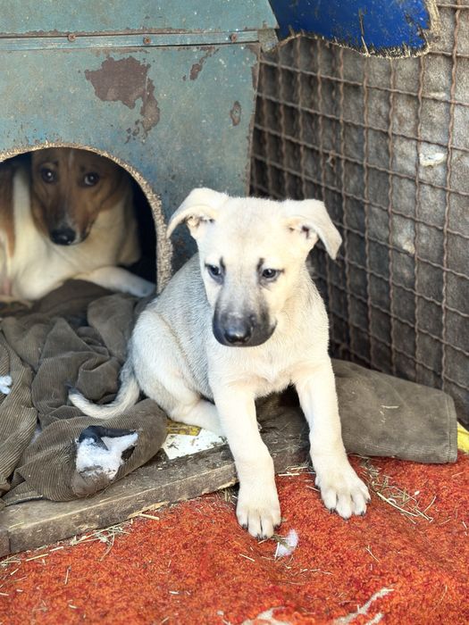 Хлопчик цуценя в добрі руки!