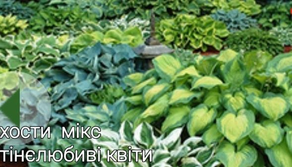 Тіньолюбні квіти для саду