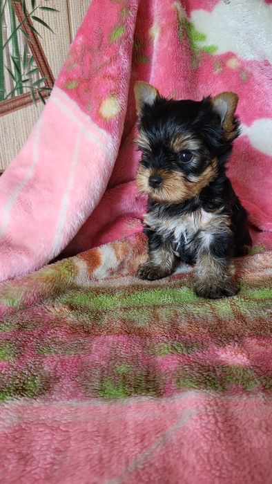 Щенки разного возраста.