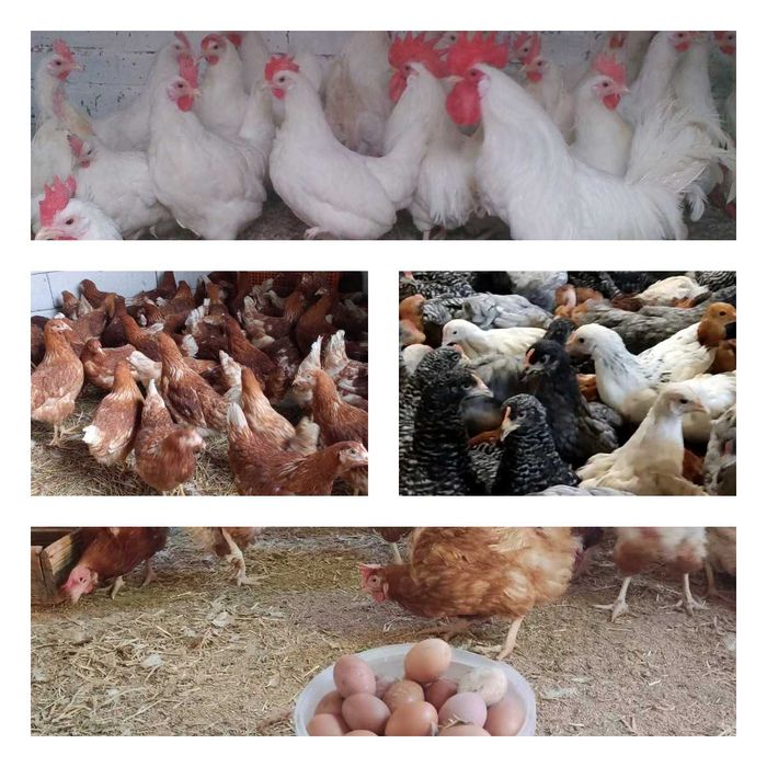 Продам кури несушки! Доставка безкоштовна. Катеринопіль!