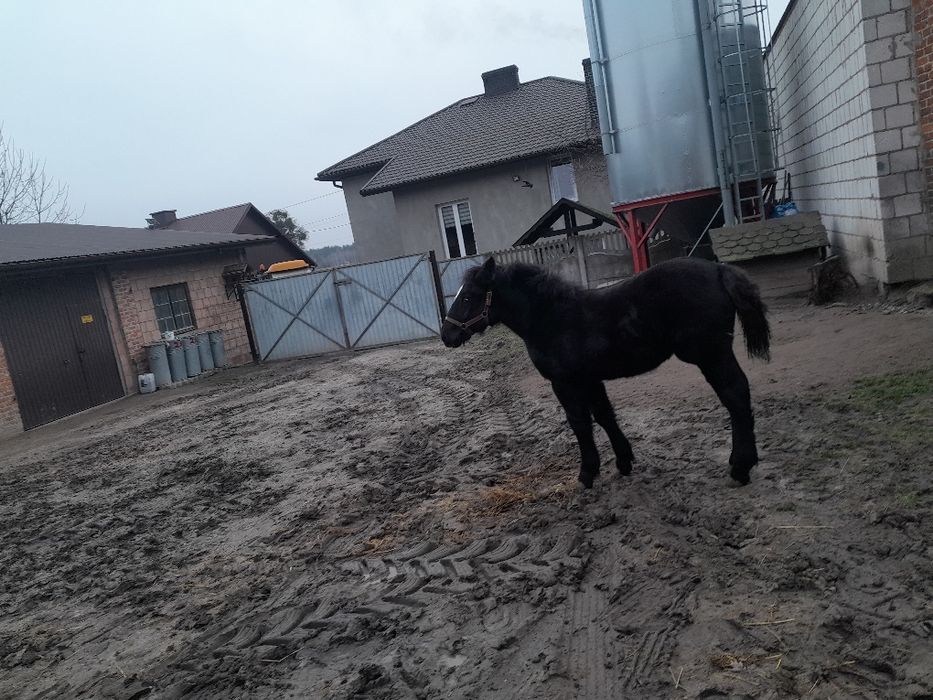 Zrebica zimnokrwista