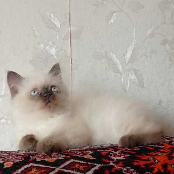 Персидский гималайский котенок мальчик