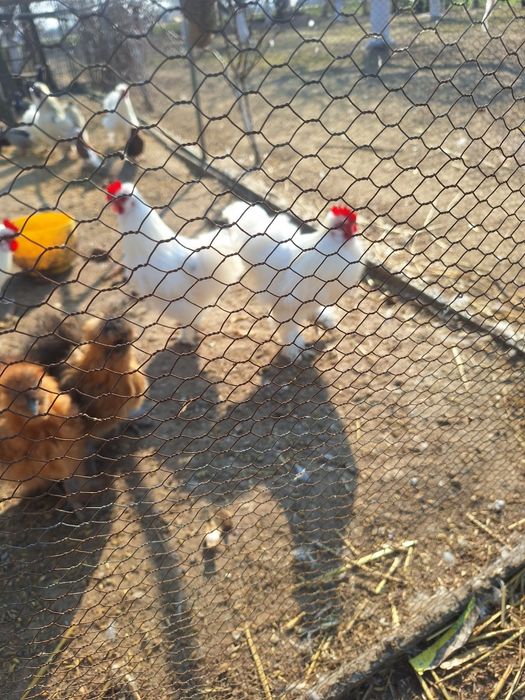 Sprzedam koguty silka