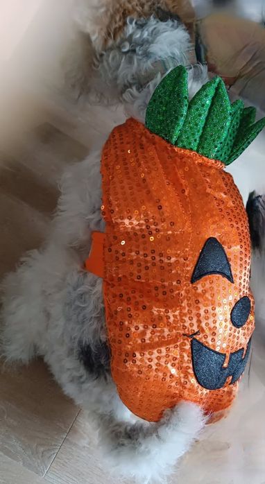 Sprzedam strój dla psa halloween