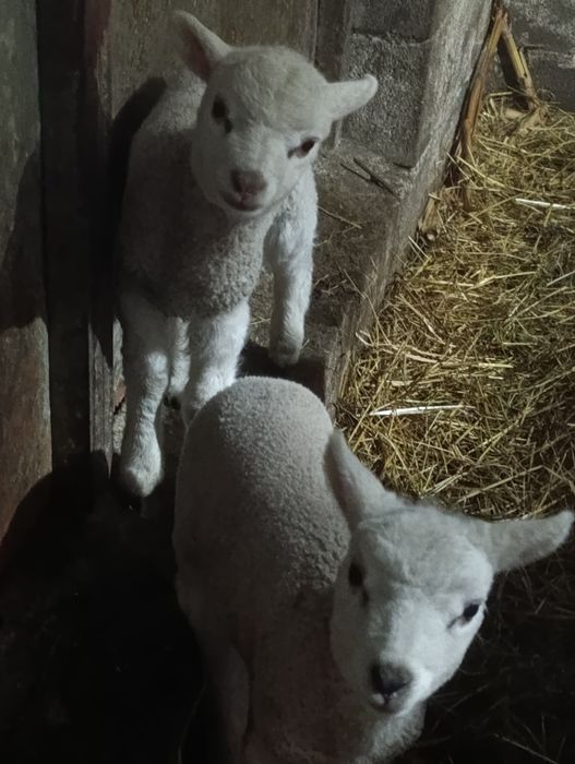 Vendo ovelha com filhos uma  fêmea e um macho