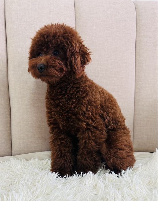 Кобель йодового кольору