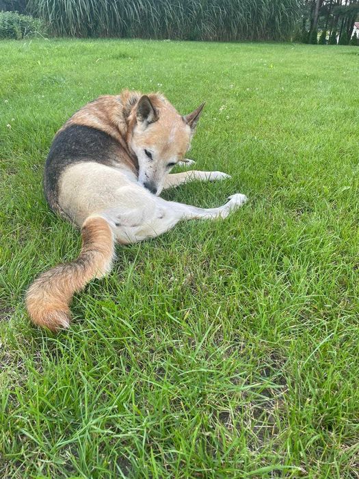 Zeus czeka na kochający dom