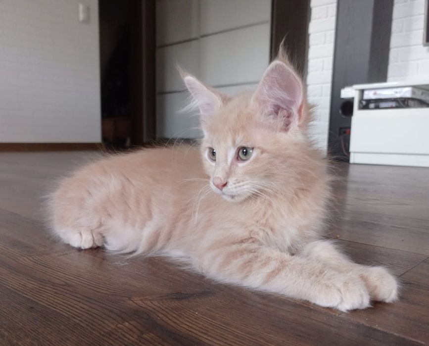 Śliczny kremowy kocurek Maine Coon
