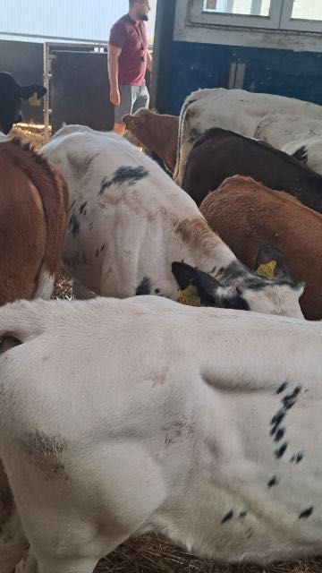 Cielaki mięsne krasnystaw