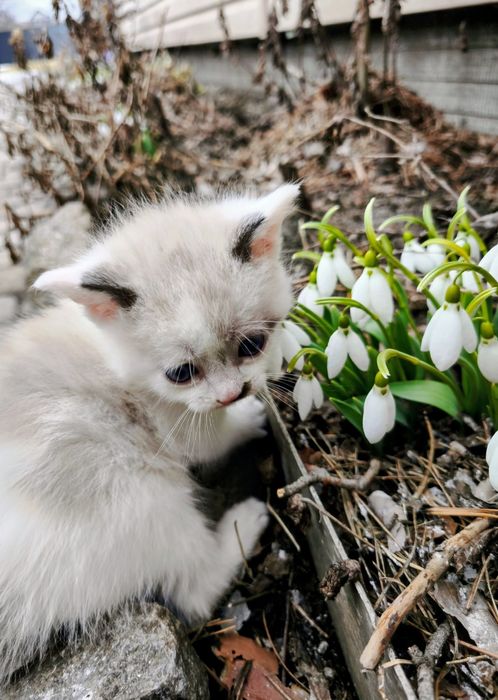 Котёнок мальчик сиамский 1 месяц