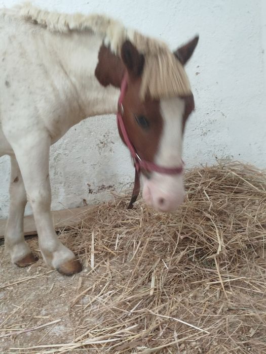 Cobrições de pônei