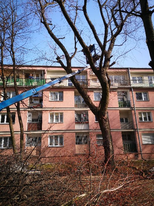 Wycinka drzew, rębak, frezarka do pni, podnośnik koszowy
