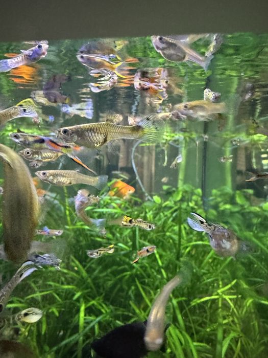 Gupik, gupiki pawie oczko, endlera, tiger