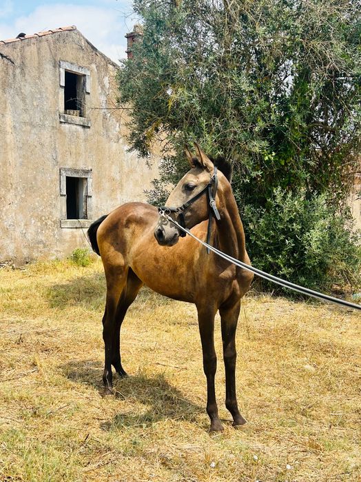 Poldra lusitana