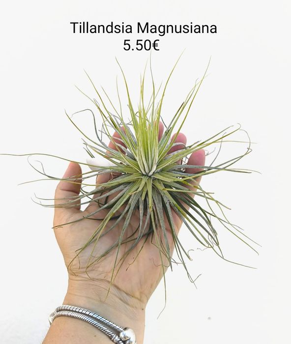 Tillandsias várias - plantas aéreas