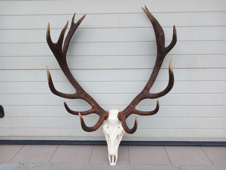 Poroże, Wieniec, Byk, Jeleń, Rogi 8 kg