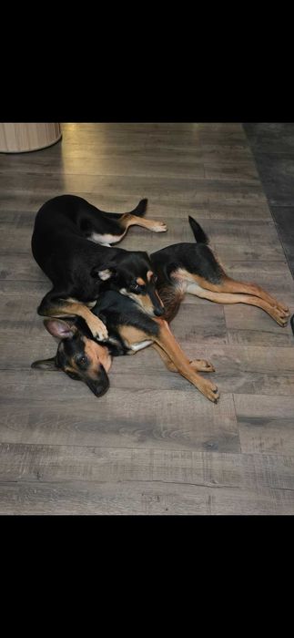 Ogłoszenie- ZAGINĘŁY 2 PSY