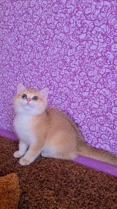 Куколка золотая шиншилла ny11