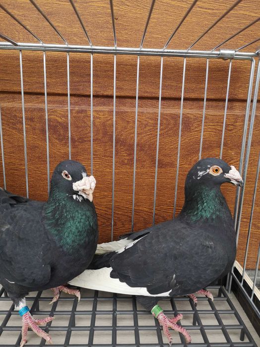 Gołebie staropolskie