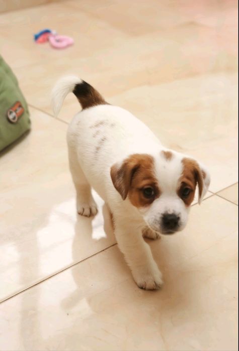 Джек Рассел тер'єр з документами клубу КСУ