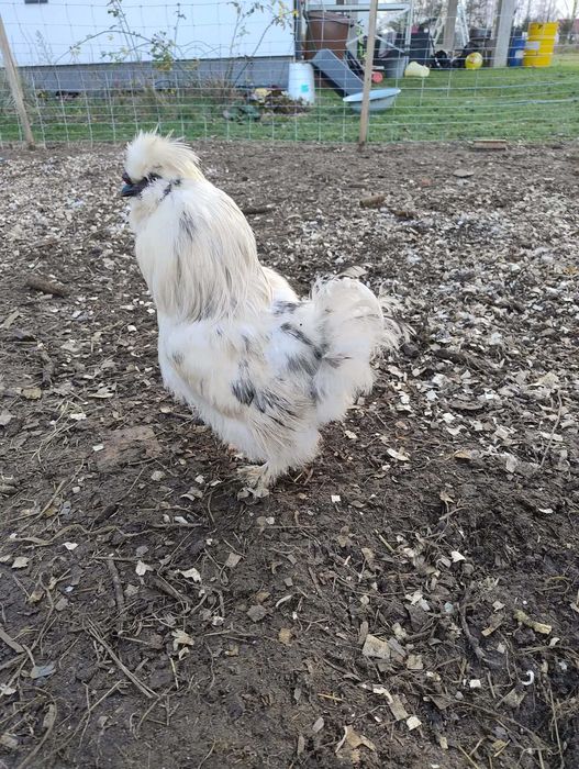 Kogut silka kogut bialoczuba