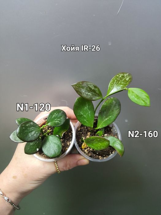 Хойя  Hoya IR-26