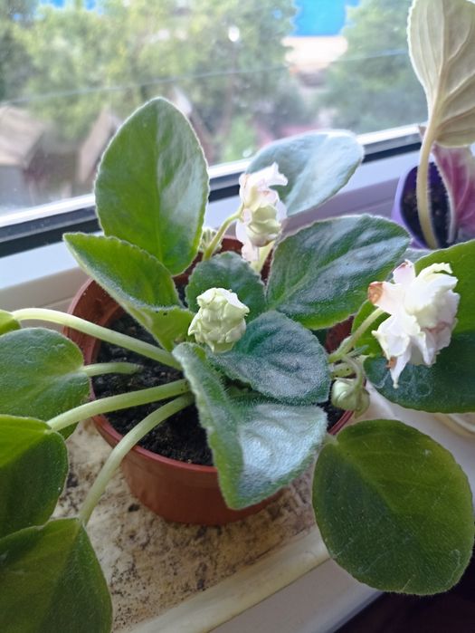 Продам фіалки, фиалки.