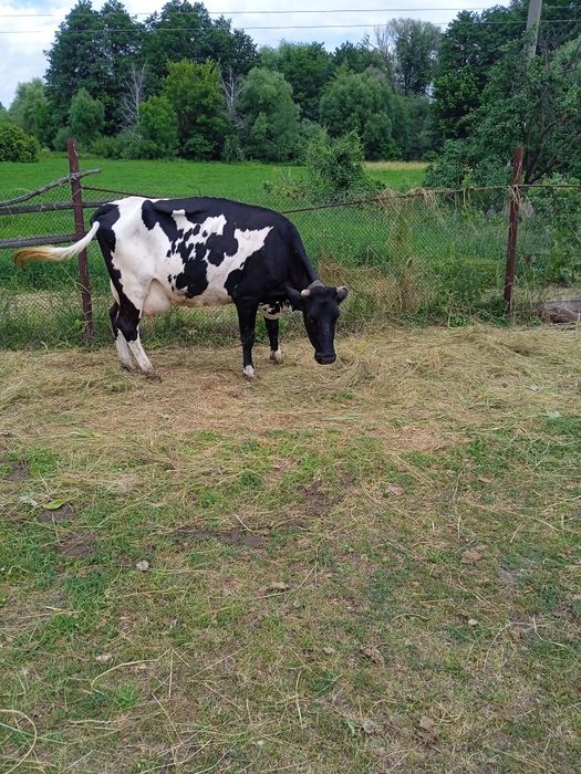 Продам високоудійну корову !