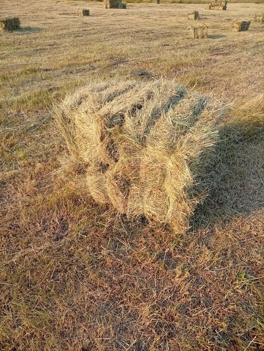 Сіно в тюках лугове різнотрав'я