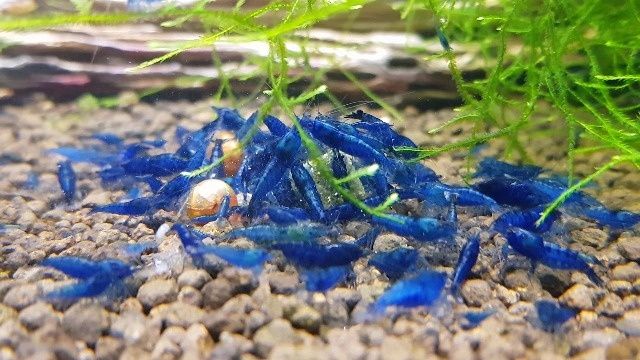 Niebieskie krewetki ilość ograniczona