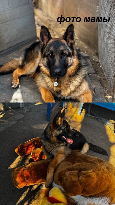 Продаются щенки — немецкой овчарки метисы