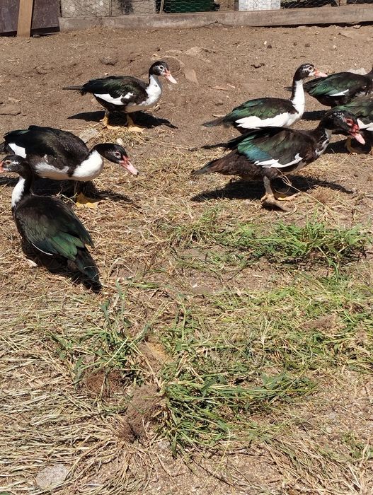 Casais patos mudos
