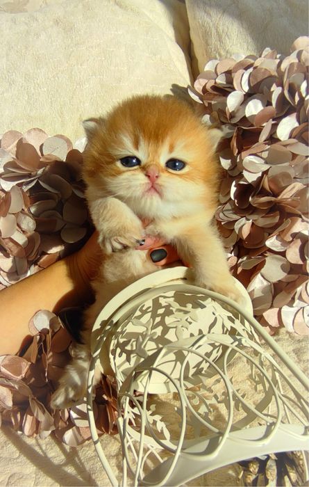 Кошенятко британська золота шиншила