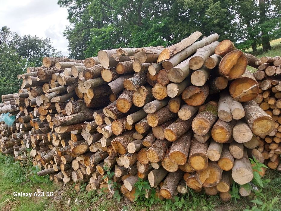Gałęzówka dąb buk sprzedam