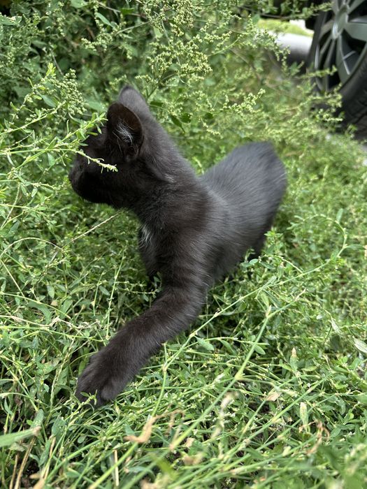 Котик, кошеня, кіт
