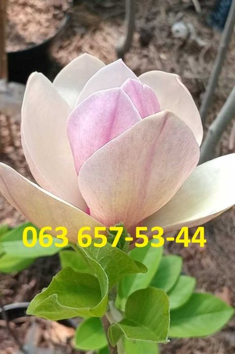 Магнолії Сенсація Джені Дафні Альба Рустік Нігра Сюзен Грандіфлора