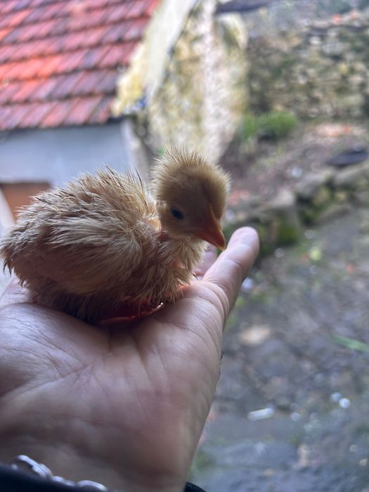 Pintinhos com dus semana 1,80