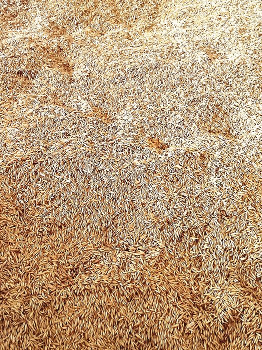 Продам хороший овес 25т