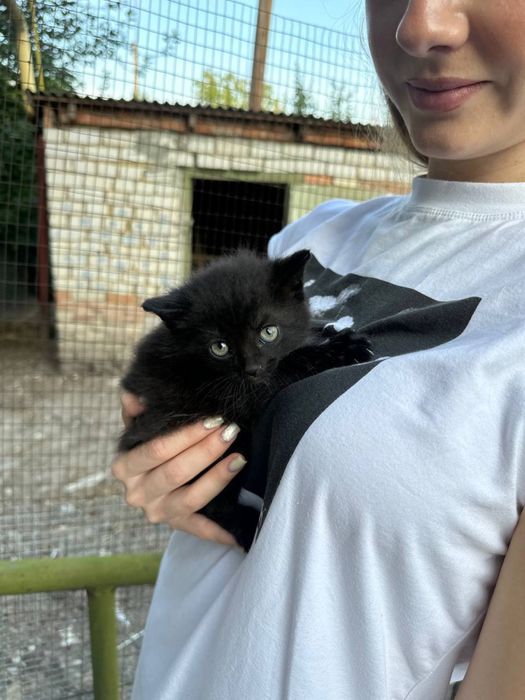 Гарні кошенята