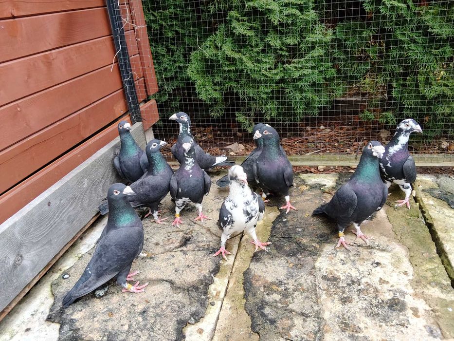 Sprzedam gołębie pocztowe staropolskie