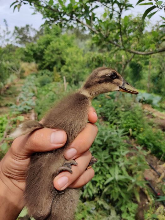 Ovos galados de pata corredor indiano