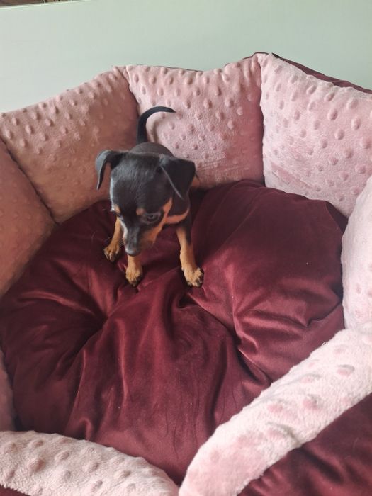 Sprzedam suczkę pinczerkę