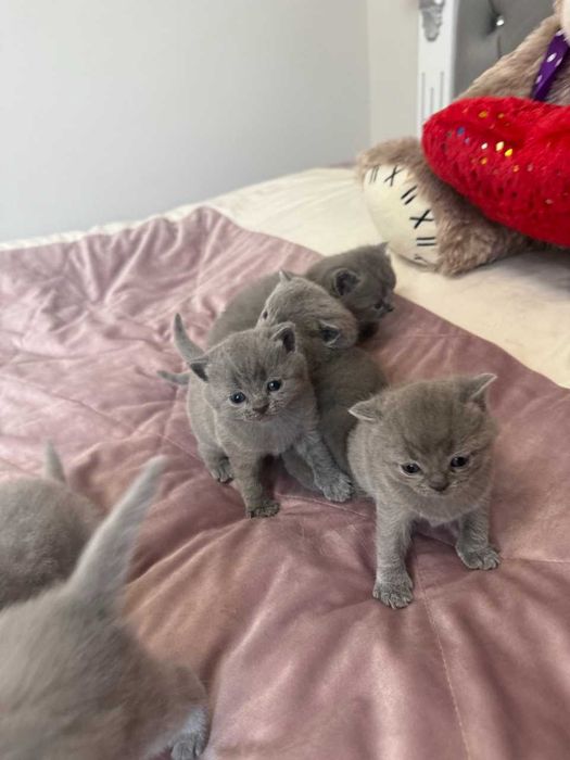 Шотландські чистокровні прямовухі котики.