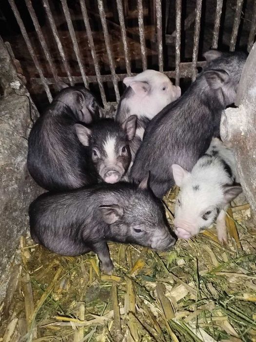 В'єтнамські поросята