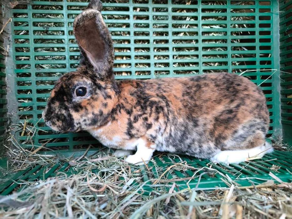 Króliki rex gepard samiec