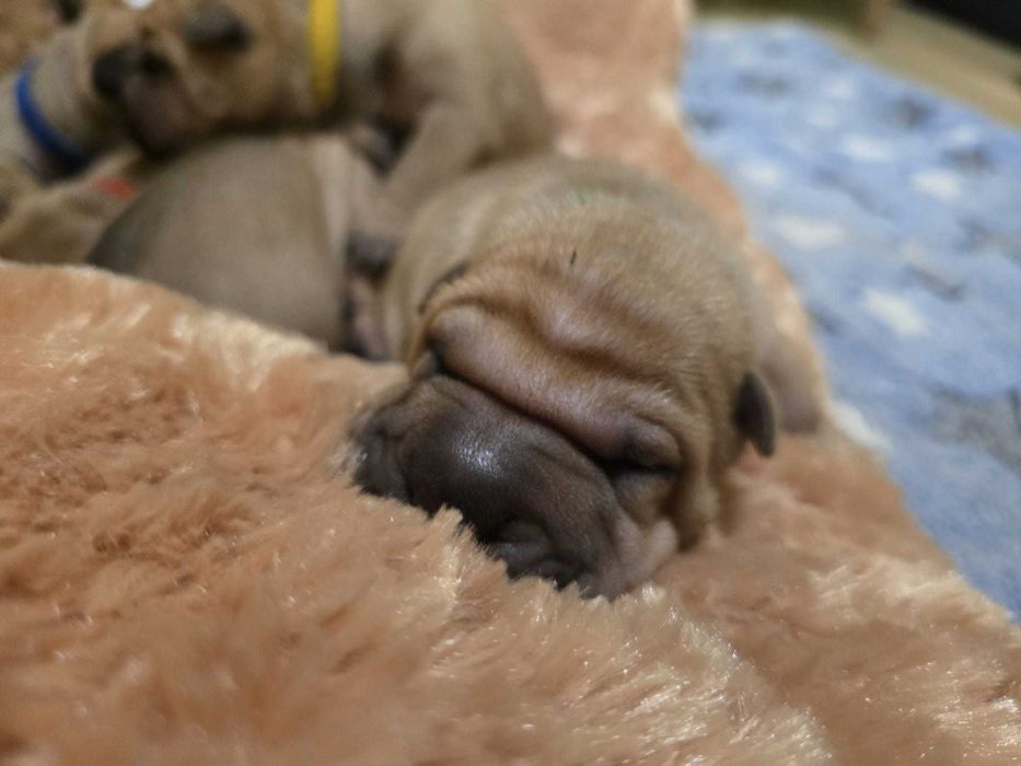 Shar Pei – suczka w klasycznym umaszczeniu | Revok Box (FCI)