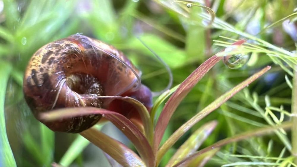 Ślimaki wodne (rozdętki,świderki,zatoczki)