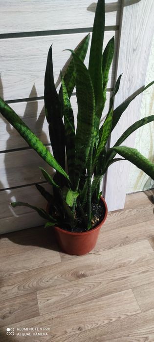 Сансевиерия или тёщин язык красивый цветок