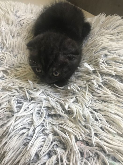 Кошенята  від шотландської висловухої та британця