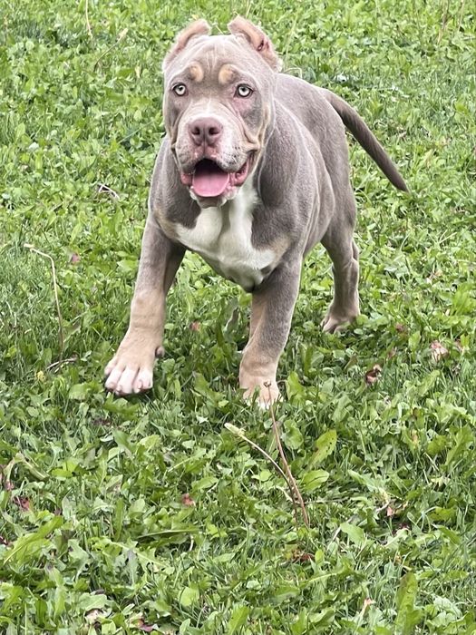 Американский булли стандарт хл и покет